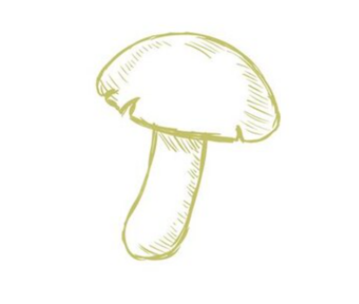 Illustration of a mushroom in green pencil.